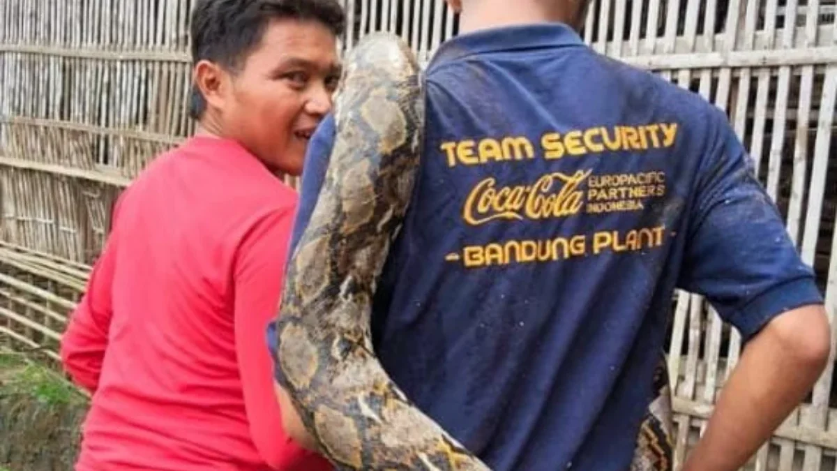 Proses evakuasi penemuan seekor ular piton jenis Sanca Kembang dengan panjang mencapai lima meter, di wilayah Dusun Cibulakan RT04 RW10, Desa Sindanggalih, Kecamatan Cimanggung, Kabupaten Sumedang.