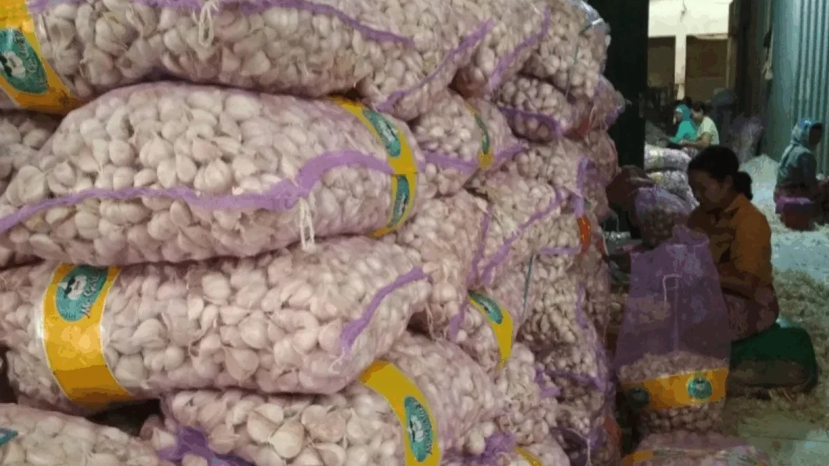 Ilustrasi Bawang Putih Impor. (foto/ANTARA)