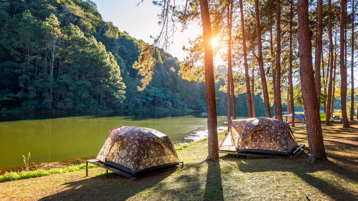 5 Hutan Pinus di Bandung yang Cocok untuk Healing dan Camping