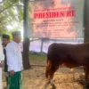 Bupati Bandung Dadang Supriatna dan Wakil Bupati Bandung Ali Syakieb saat melihat satu sapi bantuan dari Presiden Prabowo Subianto, dengan berat mencapai 830 kilogram di Halaman Masjid Al Fathu, Soreang, Kabupaten Bandung, Jumat (6/6/2025). Foto Agi