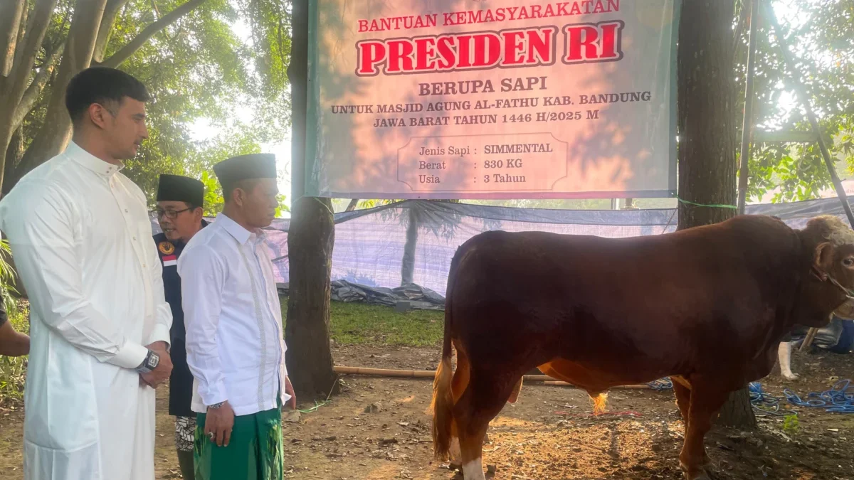36 Ribu Hewan Kurban Disembelih di Kabupaten Bandung pada Iduladha 1446 H, Termasuk Sapi Bantuan Presiden Bupati Bandung Dadang Supriatna dan Wakil Bupati Bandung Ali Syakieb saat melihat satu sapi bantuan dari Presiden Prabowo Subianto, dengan berat mencapai 830 kilogram di Halaman Masjid Al Fathu, Soreang, Kabupaten Bandung, Jumat (6/6/2025). Foto Agi