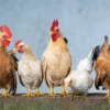 Ilustrasi ayam peternak. (foto/Pixabay)