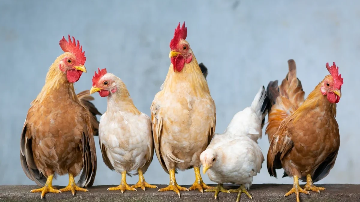 Ilustrasi ayam peternak. (foto/Pixabay)