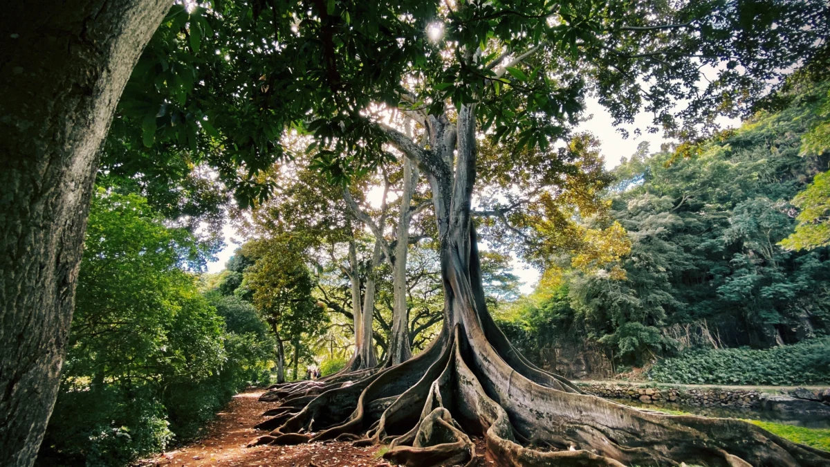 Jenis Pohon yang Konon Disukai Hantu
