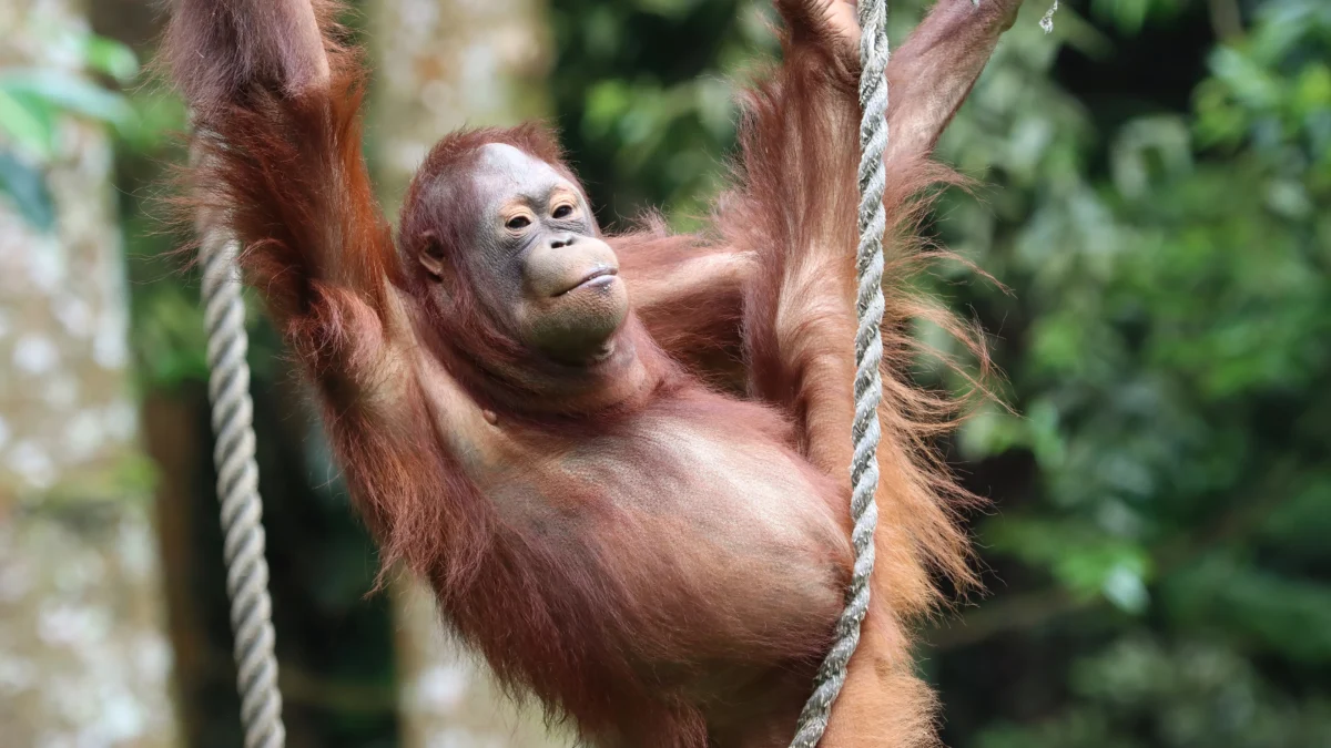 10 Hewan Langka di Indonesia yang Terancam Punah