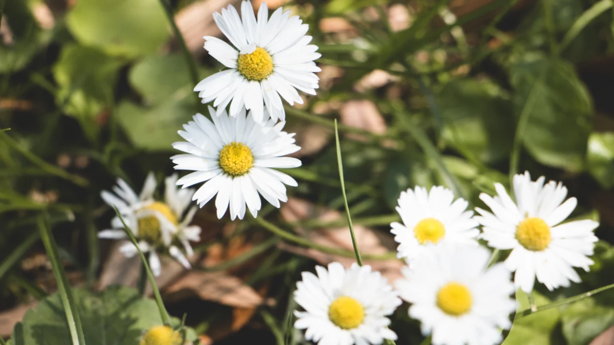 Ini Dia 5 Jenis Bunga yang Konon Membawa Rezeki Berlimpah ke Dalam Rumah