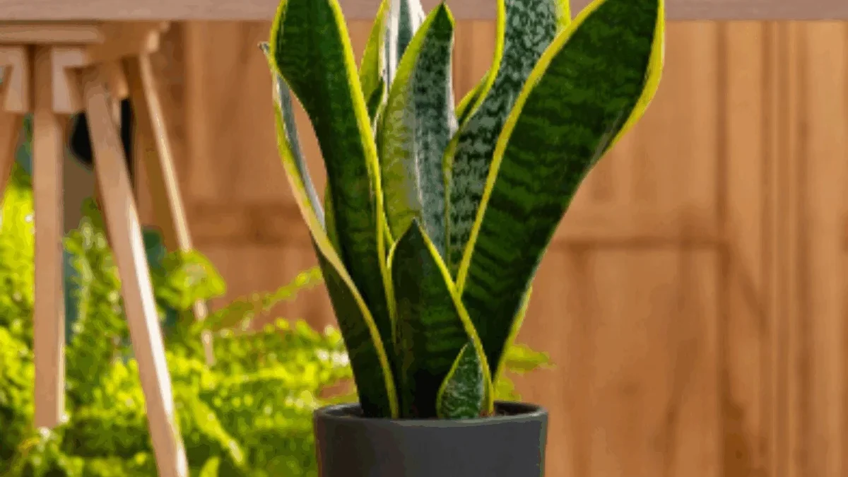 Tanaman Hias Sri Rezeki Membawa Berkah Kesehatan yang Membuat Makin Cantik Tanaman Hias Sri Rezeki Membawa Berkah Kesehatan yang Membuat Makin Cantik