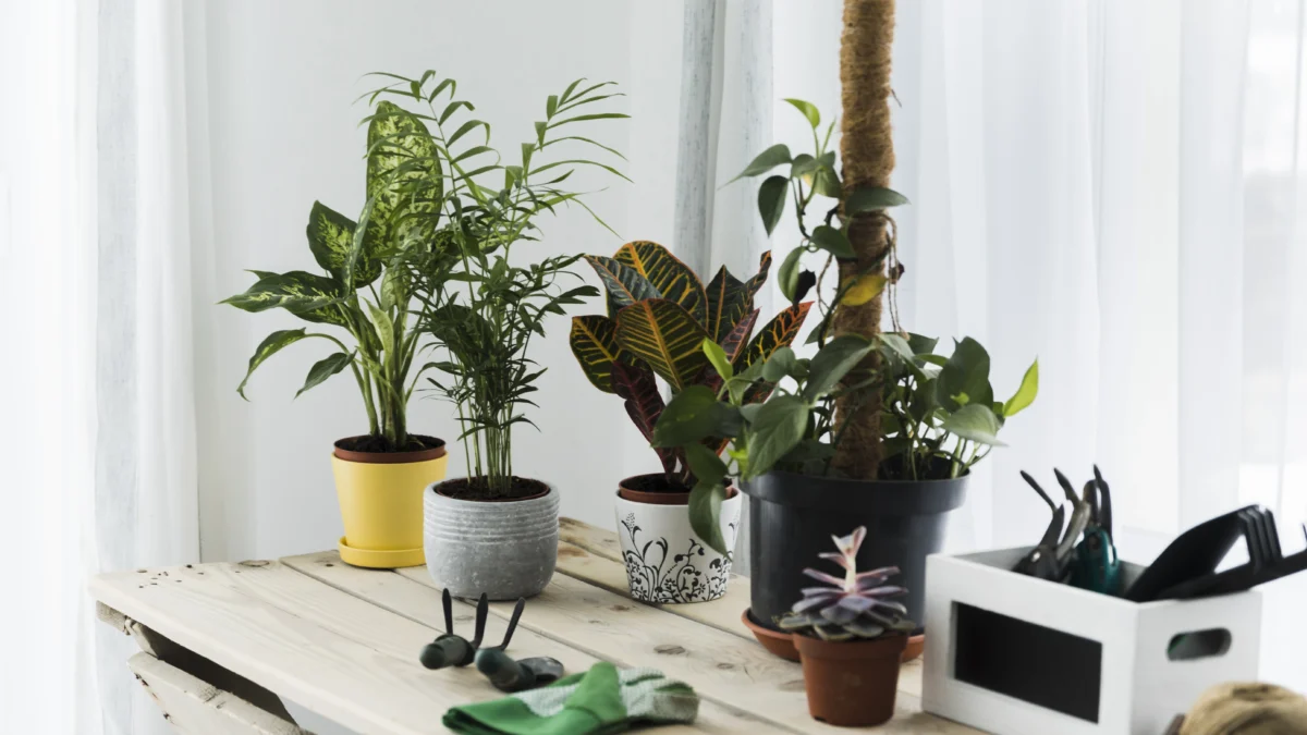 5 Tanaman Hias yang Diyakini Mampu Usir Jin dan Santet