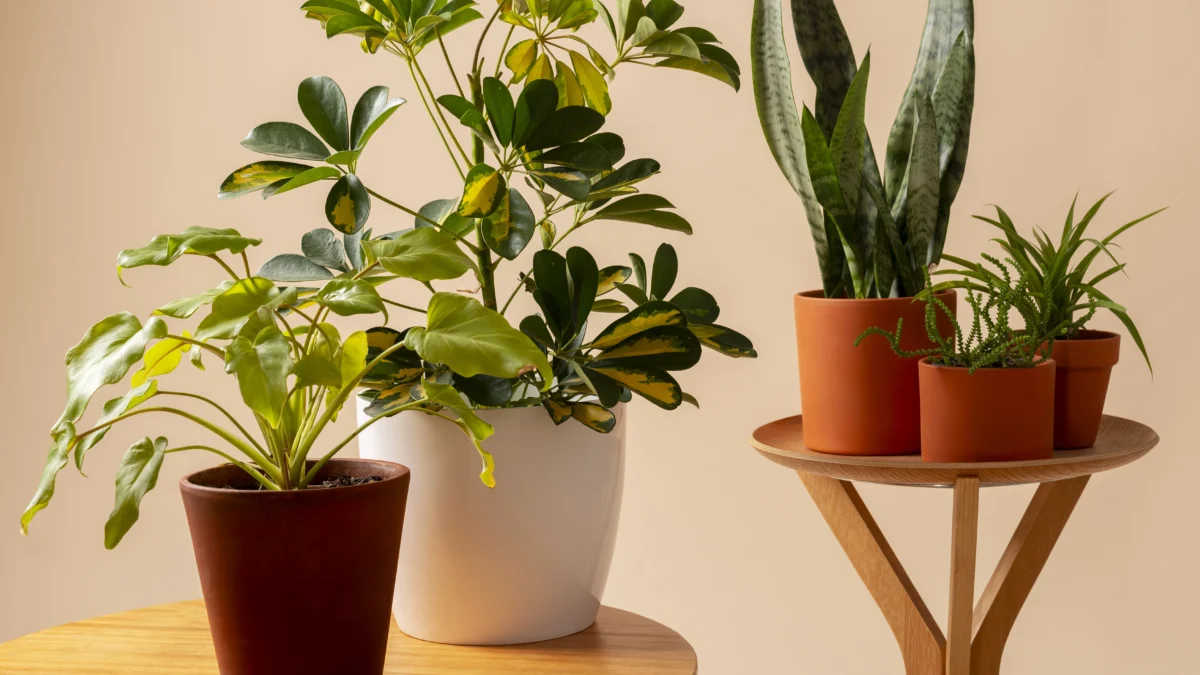 6 Tanaman Hias Penolak Bala yang Bikin Rumah Cantik dan Aman 6 Tanaman Hias Penolak Bala yang Bikin Rumah Cantik dan Aman