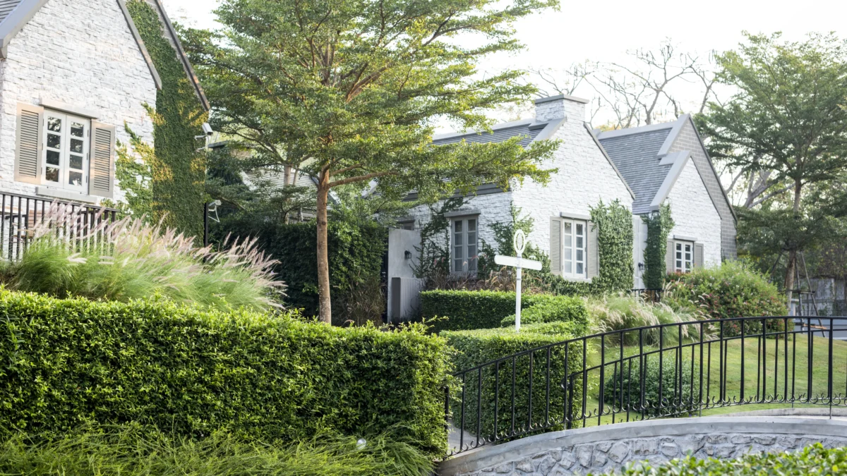 6 Rekomendasi Pohon Hias yang Aman untuk Pondasi Rumah 6 Rekomendasi Pohon Hias yang Aman untuk Pondasi Rumah