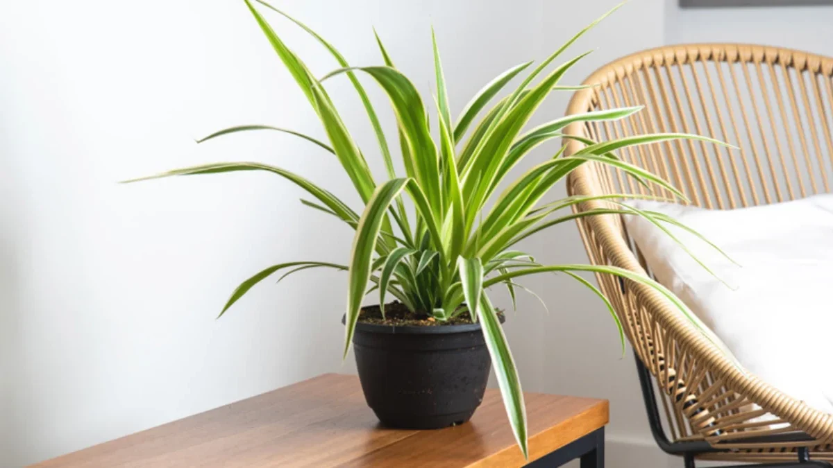 Tanaman hias Ini Bisa Saring Polusi