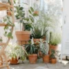 Ini Dia 6 Tanaman Hias Termahal Bikin Rumah Jadi Makin Cantik dan Elegan