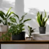 6 Tanaman Hias Indoor Pembawa Rezeki dan Kesehatan Menurut Feng Shui