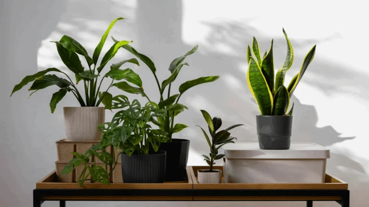 6 Tanaman Hias Indoor Pembawa Rezeki dan Kesehatan Menurut Feng Shui 6 Tanaman Hias Indoor Pembawa Rezeki dan Kesehatan Menurut Feng Shui