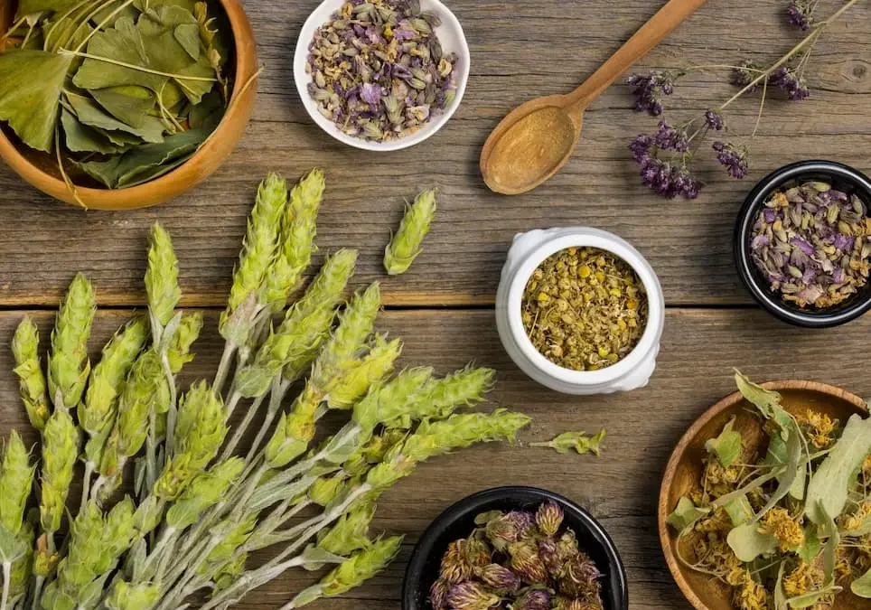 Tanaman Obat Apa Saja yang Paling Bermanfaat?( Sumber Gambar: Freepik)