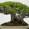 10 Bonsai Beringin Dolar Paling Dicari, Cocok Buat Hiasan Rumah dan Kantor