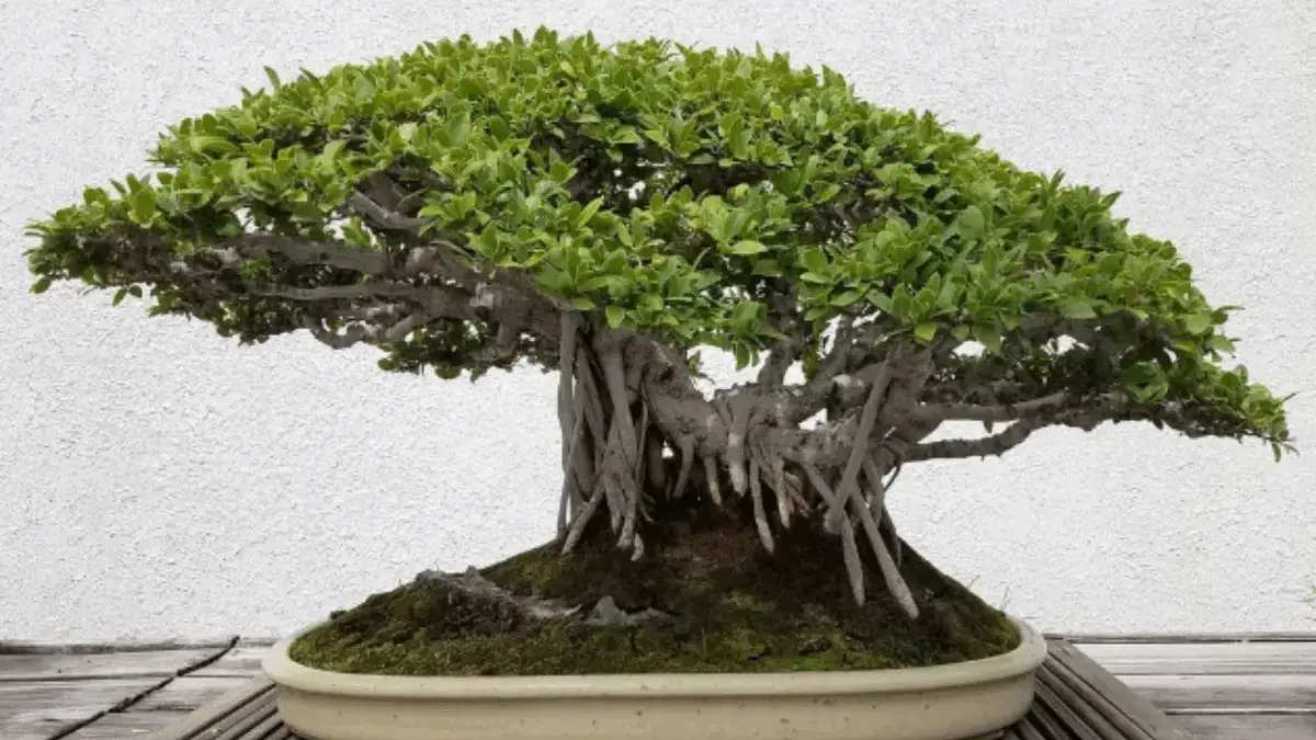 10 Bonsai Beringin Dolar Paling Dicari, Cocok Buat Tanaman Hiasan Rumah dan Kantor 10 Bonsai Beringin Dolar Paling Dicari, Cocok Buat Hiasan Rumah dan Kantor
