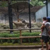 Soal Pengelolaan Kebun Binatang Bandung, Farhan: Kami Hanya Punya Asetnya
