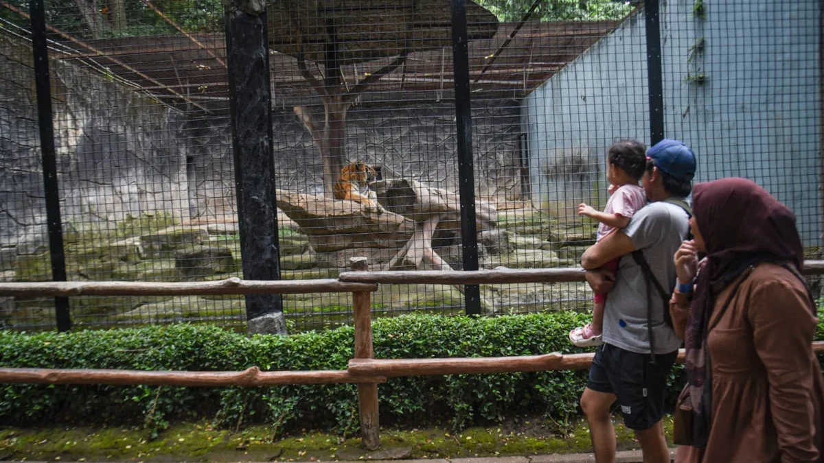 Soal Pengelolaan Kebun Binatang Bandung, Farhan: Kami Hanya Punya Asetnya Soal Pengelolaan Kebun Binatang Bandung, Farhan: Kami Hanya Punya Asetnya