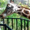 Ilustrasi pengunjung di Bandung Zoo