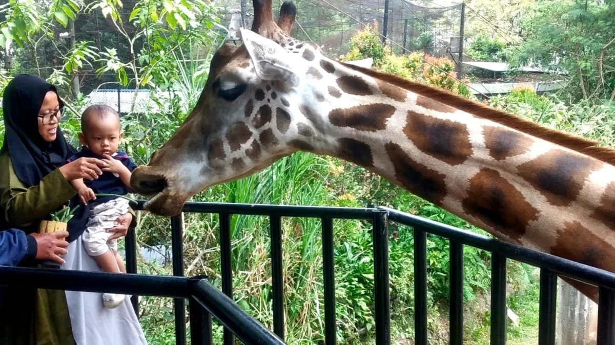 Ilustrasi pengunjung di Bandung Zoo
