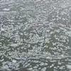 Warga Rancabungur Keluhkan Buih Putih di Aliran Sungai Cisadane : Sudah Lima Tahun, Pemerintah Masih Acuh! 