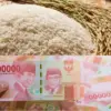 Editing Canva beras dan uang tunai Rupiah.