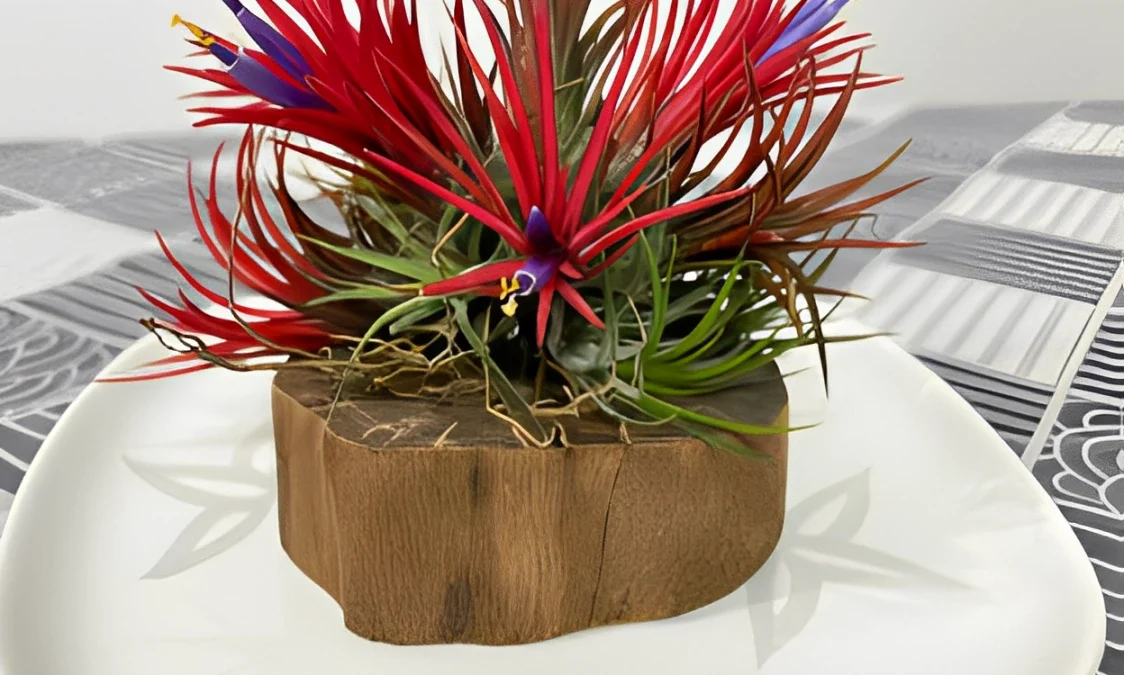 6 Tanaman Hias Unik dan Mahal yang Jadi Buruan Kolektor