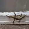 Cara Ampuh Mengusir Cicak dari Rumah.