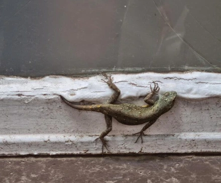 Cara Ampuh Mengusir Cicak dari Rumah.