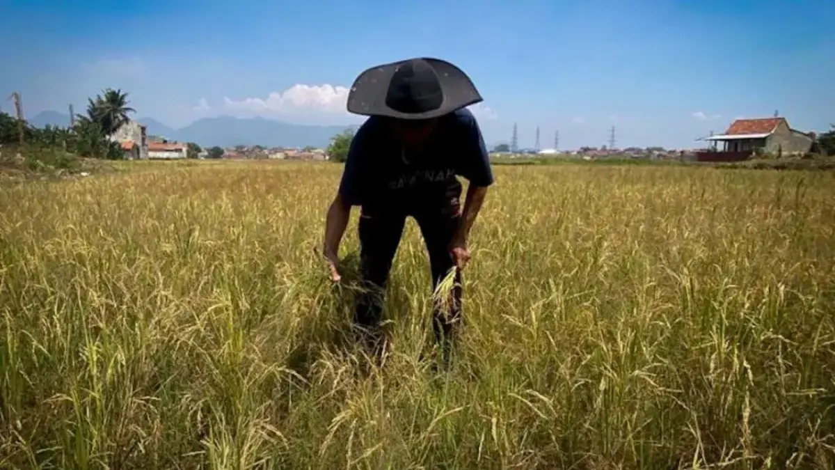Kopdes Merah Putih Berpihak pada Petani, Benarkah?