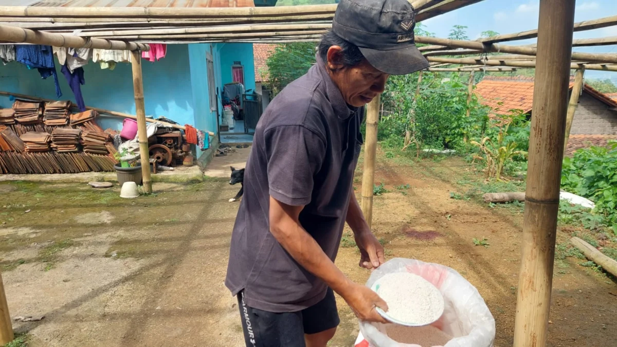 Warga Kampung Adat Cireundeu saat Menunjukkan Hasil Panen Rasi Singkong (Mong)
