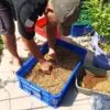 Salah Seorang Watga saat Panen Maggot (mong)