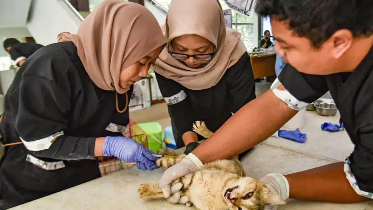Dokter hewan menyuntikkan obat bius kepada seekor kucing sebelum dilakukan sterilisasi di Gedung PKK, Kota Ba