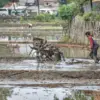 Petani membajak sawah dengan mesin traktor tangan di Jalan Cidurian Utara, Kota Bandung, Rabu (23/7). Foto: Di