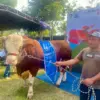 Sapi Raksasa Asal Lembang Jadi Jawara Kelas Ekstrem di Kontes Peternakan KBB