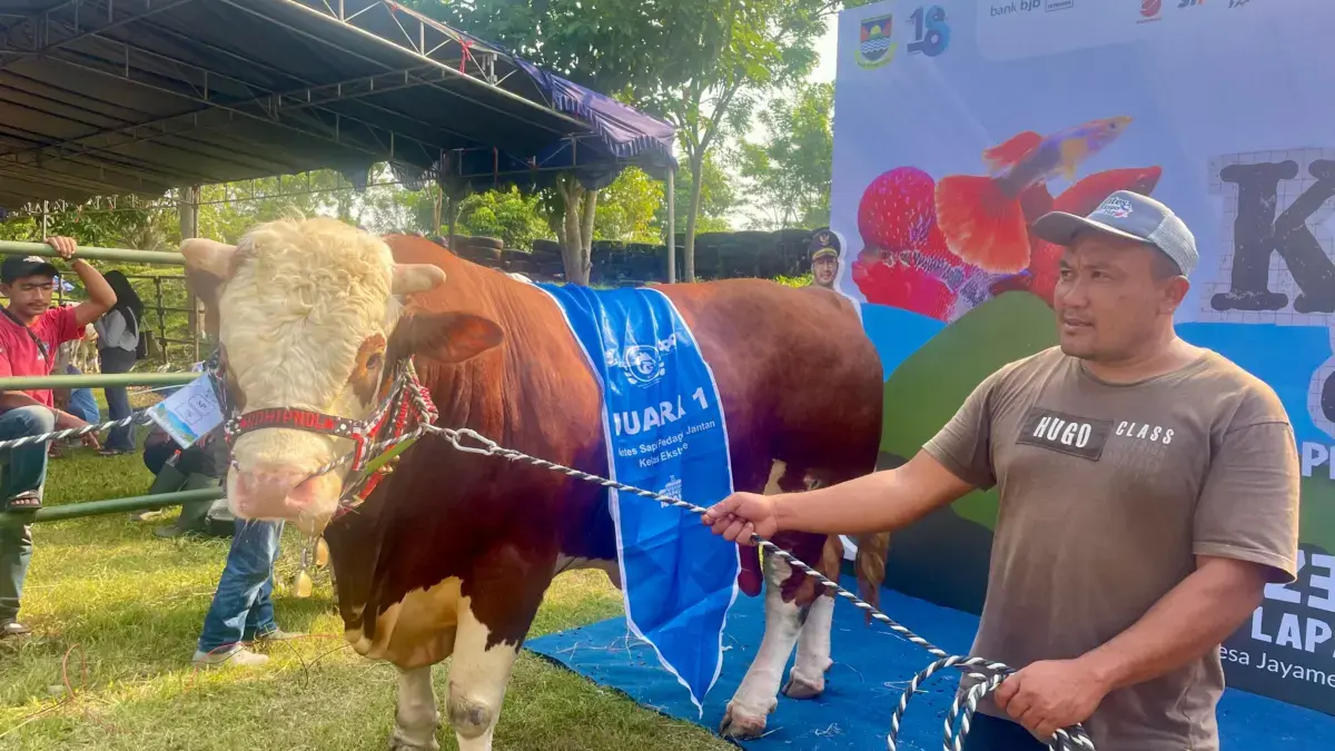 Sapi Raksasa Asal Lembang Jadi Jawara Kelas Ekstrem di Kontes Peternakan KBB