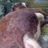 Peternak Lembang Resah, Sapi Bunting Satu Persatu Tewas Terkena Penyakit Aneh