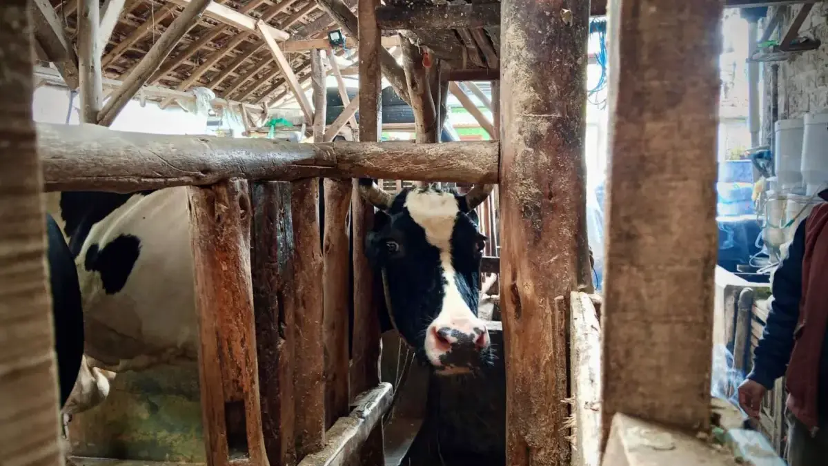 Sejumlah Sapi Perah di Lembang Mati Mendadak, Dispernakan KBB Lakukan Penyelidikan Sejumlah Sapi Perah di Lembang Mati Mendadak, Dispernakan KBB Lakukan Penyelidikan