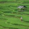 Dorong Pertumbuhan Ekonomi, Pemerintah Gagas Gerakan Industri Masuk Desa 