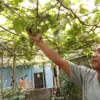 Menelisik Kampung Anggur di Jantung Kota Cimahi