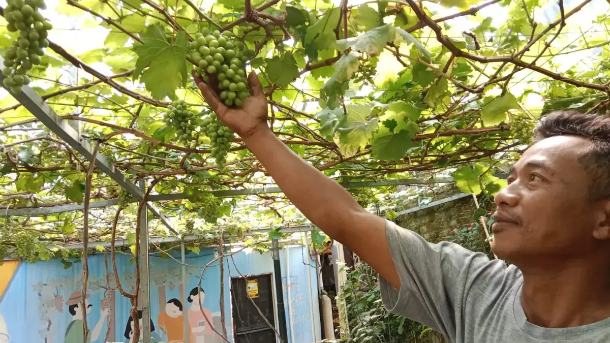 Menelisik Kampung Anggur di Jantung Kota Cimahi