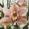 10 Tanaman Hias Favorit Bangsawan, Bikin Rumah Cantik dan Hoki