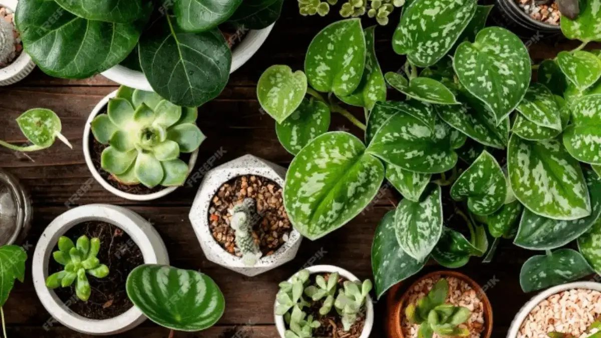 10 Tanaman Pengusir Ular Ini Diakui Sangat Ampuh, Cocok Ditanam Dihalaman Rumah 10 Tanaman Pengusir Ular Ini Diakui Sangat Ampuh, Cocok Ditanam Dihalaman Rumah