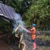 Pohon kelor setinggi 7 meter tumbang di area parkir belakang kantor Boogie Adventure Indonesia, Jalan KS Tubun