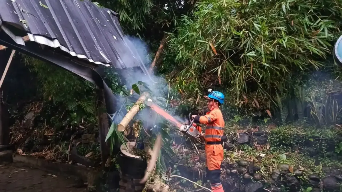 Pohon kelor setinggi 7 meter tumbang di area parkir belakang kantor Boogie Adventure Indonesia, Jalan KS Tubun