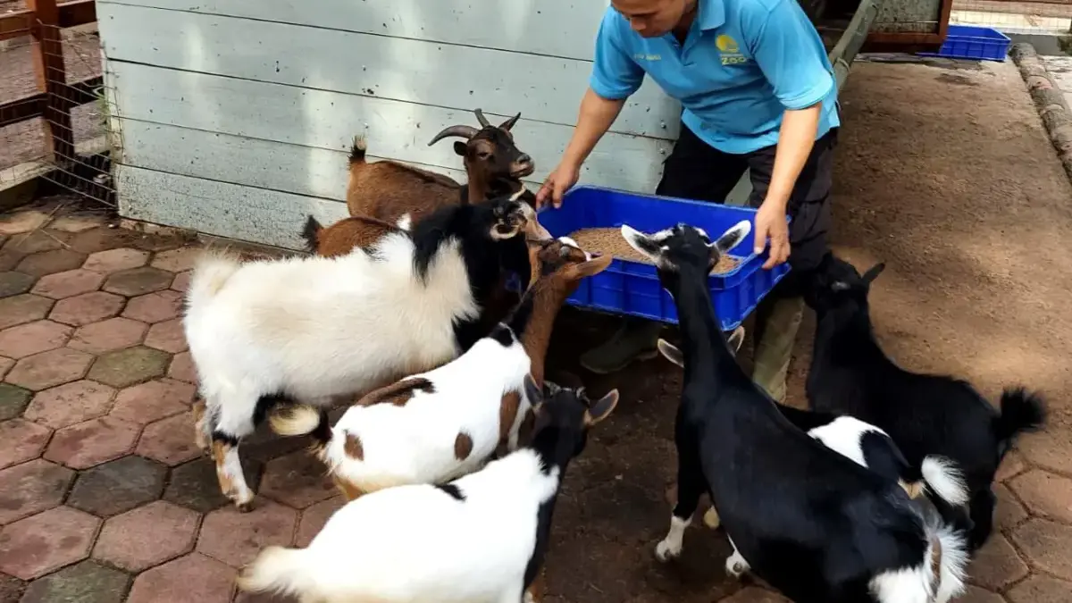 Konflik Bandung Zoo Kembali Memuncak: Karyawan Tuntut Perlindungan dan Akses Merawat Satwa Yang Kelaparan Seorang keeper Bandung Zoo sedang memberikan pakan kepada hewan secara rutin walau pengunjung tidak ada. (Dok.