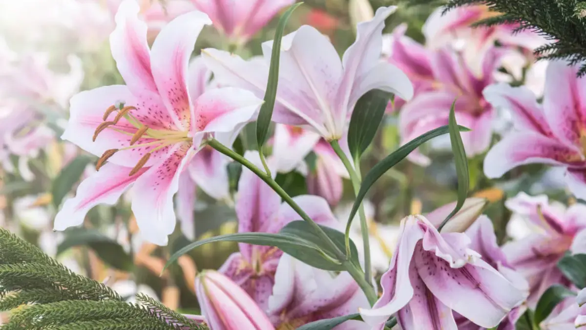 5 Tanaman Hias Kecil dan Murah untuk Mempercantik Rumah tanaman hias kecil