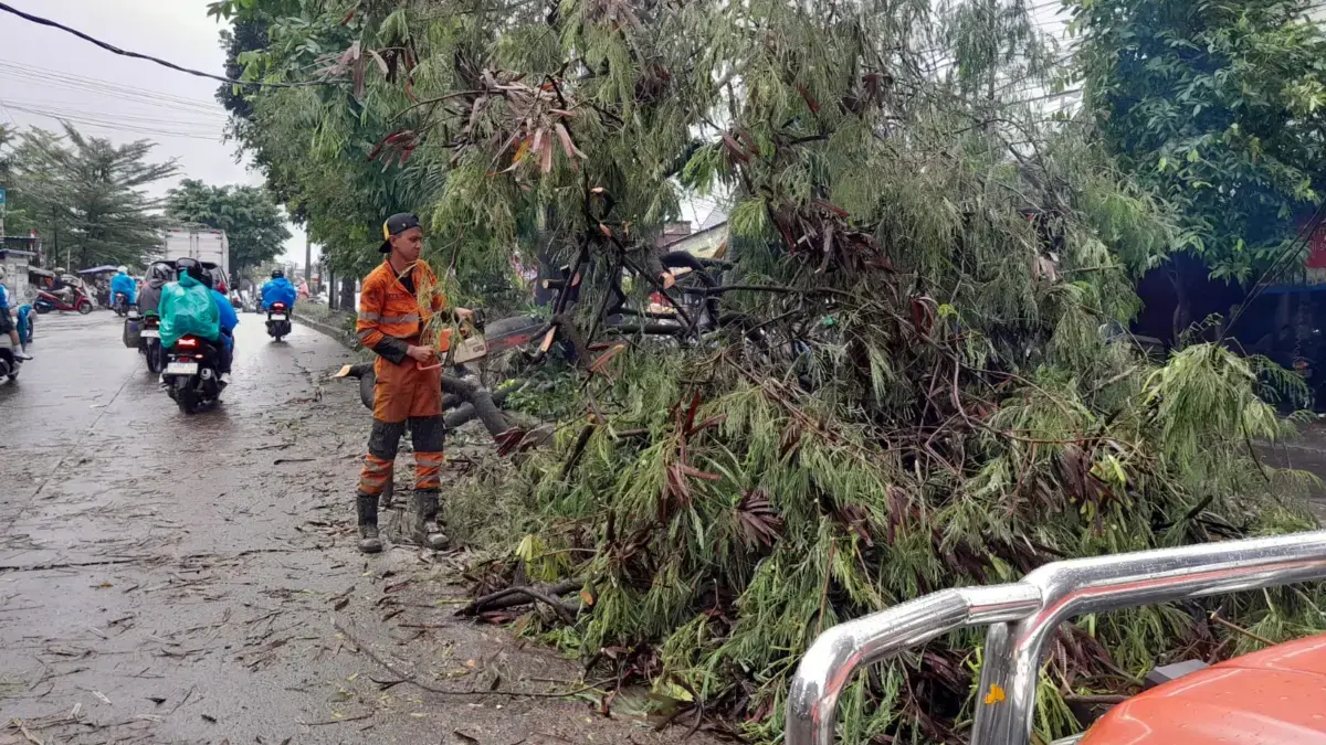 Pohon setinggi 12 meter di Kampung Kawung Luwuk, Kelurahan Tegal Gundil, Kecamatan Bogor Utara, Kota Bogor, tu