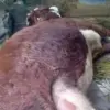 Belasan perah milik peternak di Kecamatan Lembang, Bandung Barat mati gegara telan paku dan kurangnya asupan n